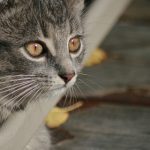 火影忍者本子漫画:探索忍者世界的激情与冒险 l4182h1o