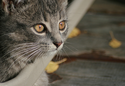 火影忍者本子漫画：探索忍者世界的激情与冒险