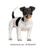 火哥分享旅游攻略:探索未知的美丽目的地 r61lwj9p