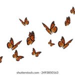 番号列表 番号库大全:全面解析热门番号与资源获取技巧 rvr3m